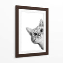 Curious Cat White | Cuadro decorativo de Canvas Lab