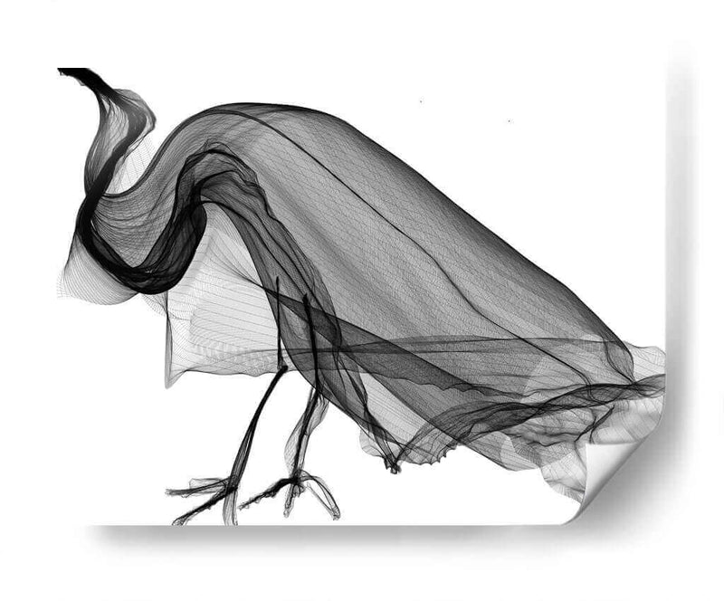 CUERVO - Gina Villalobos | Cuadro decorativo de Canvas Lab