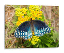 Mariposa azul | Cuadro decorativo de Canvas Lab