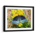 Mariposa azul | Cuadro decorativo de Canvas Lab