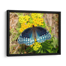 Mariposa azul | Cuadro decorativo de Canvas Lab