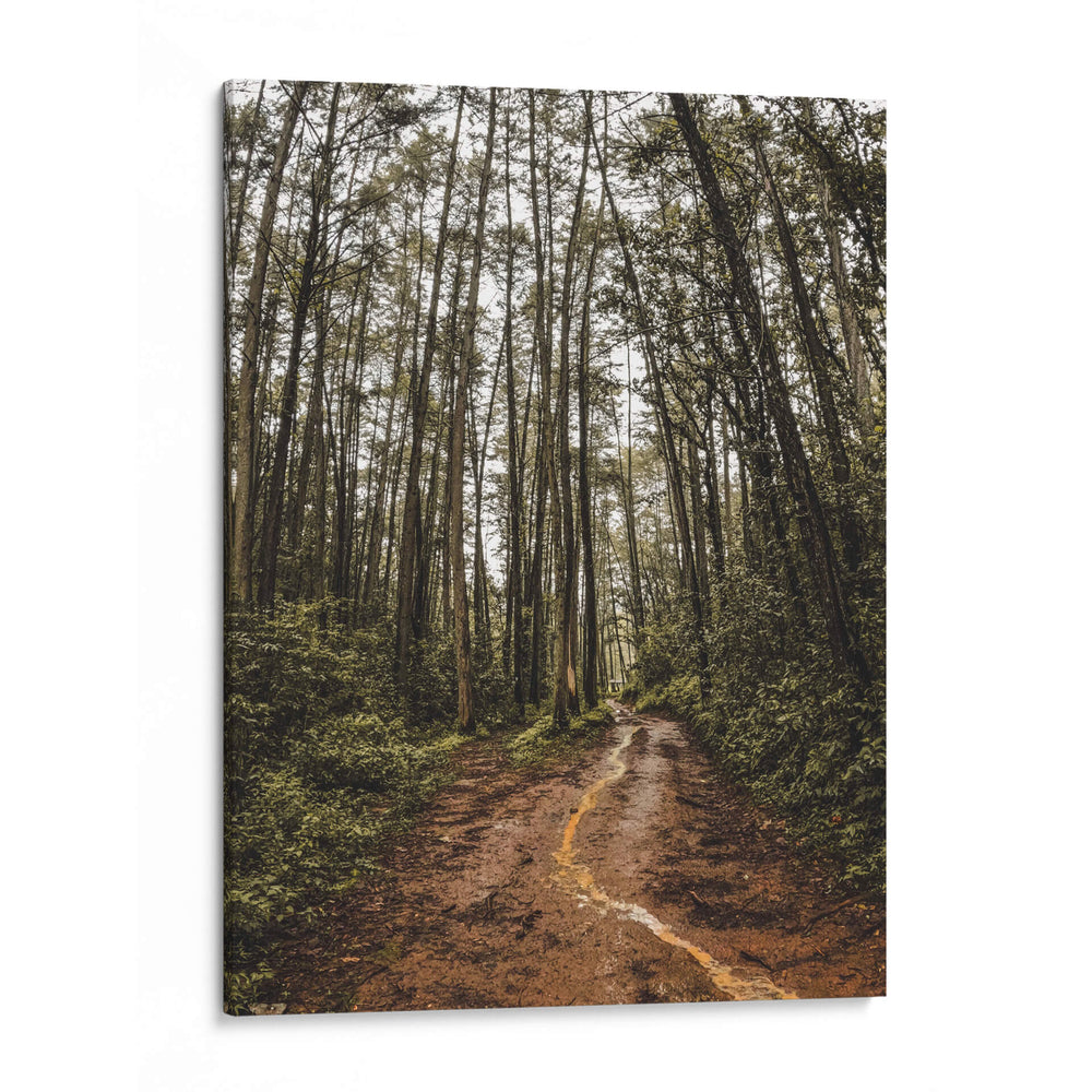 Arte de pared Sendero Místico en el Bosque – Fotografía de naturaleza imprimible, paisaje de bosque, decoración rústica para el hogar,. - Nosion | Cuadro decorativo de Canvas Lab