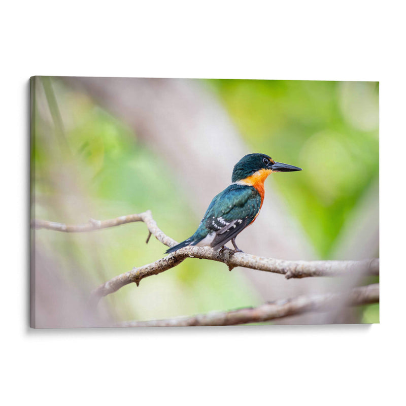 Martín pescador enano - Claudia Luna | Cuadro decorativo de Canvas Lab