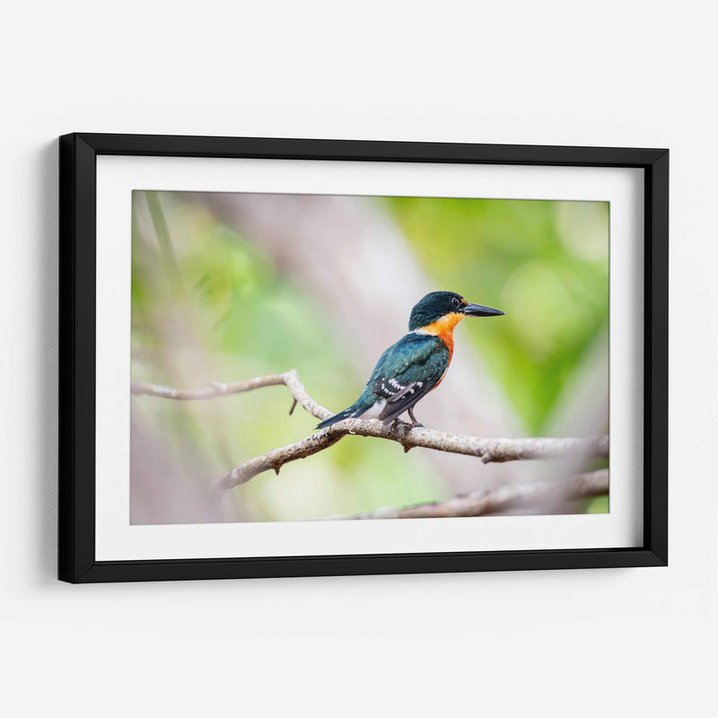 Martín pescador enano - Claudia Luna | Cuadro decorativo de Canvas Lab