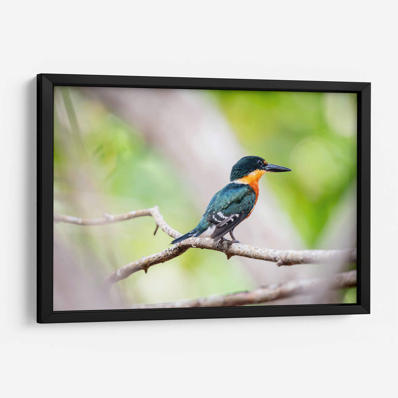 Martín pescador enano - Claudia Luna | Cuadro decorativo de Canvas Lab