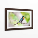 Martín pescador enano - Claudia Luna | Cuadro decorativo de Canvas Lab