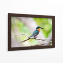 Martín pescador enano - Claudia Luna | Cuadro decorativo de Canvas Lab