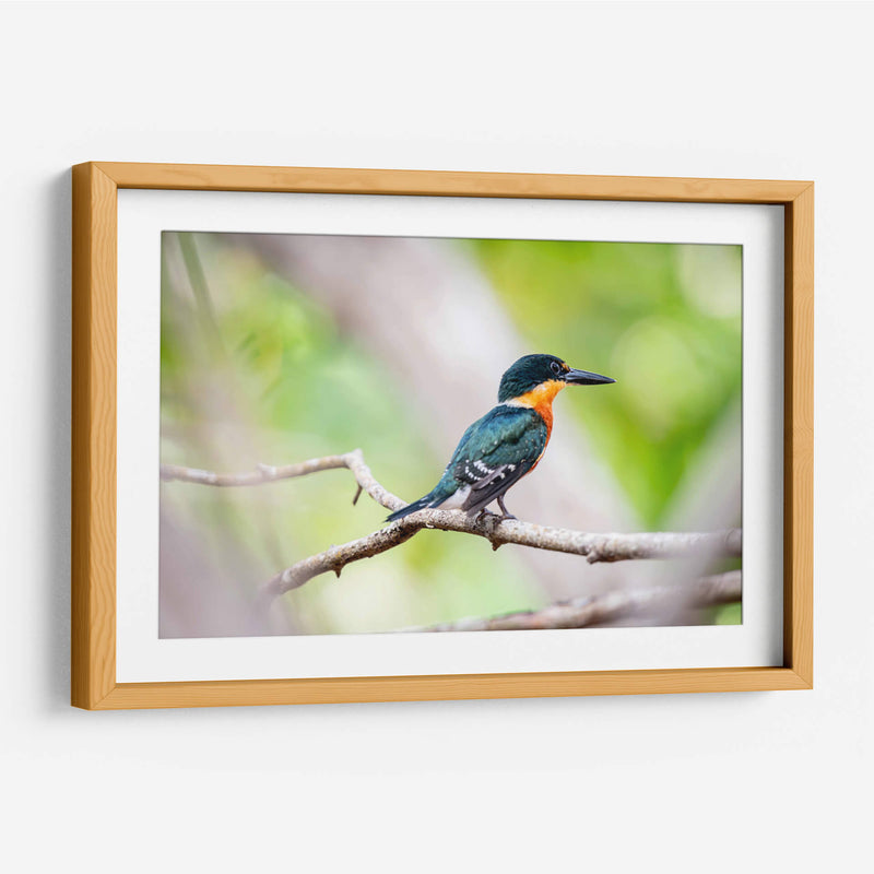 Martín pescador enano - Claudia Luna | Cuadro decorativo de Canvas Lab