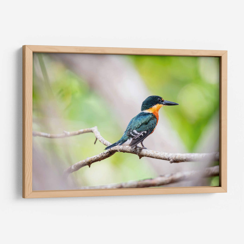 Martín pescador enano - Claudia Luna | Cuadro decorativo de Canvas Lab