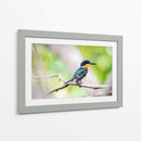 Martín pescador enano - Claudia Luna | Cuadro decorativo de Canvas Lab