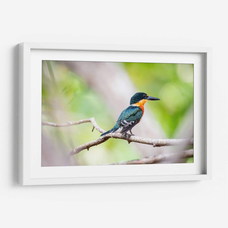 Martín pescador enano - Claudia Luna | Cuadro decorativo de Canvas Lab