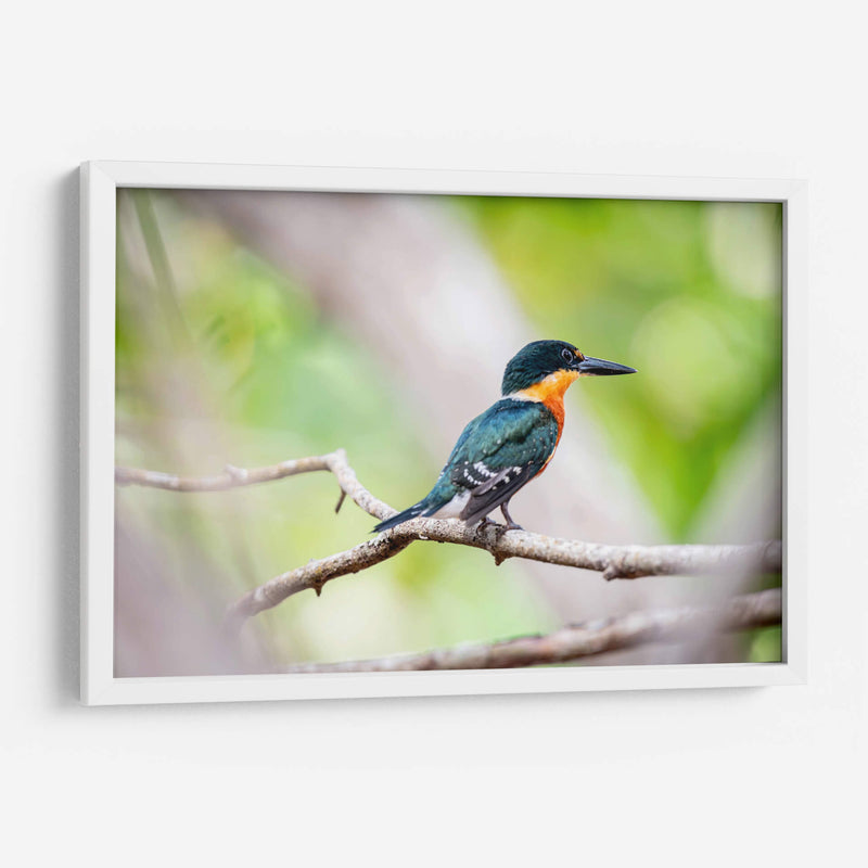 Martín pescador enano - Claudia Luna | Cuadro decorativo de Canvas Lab