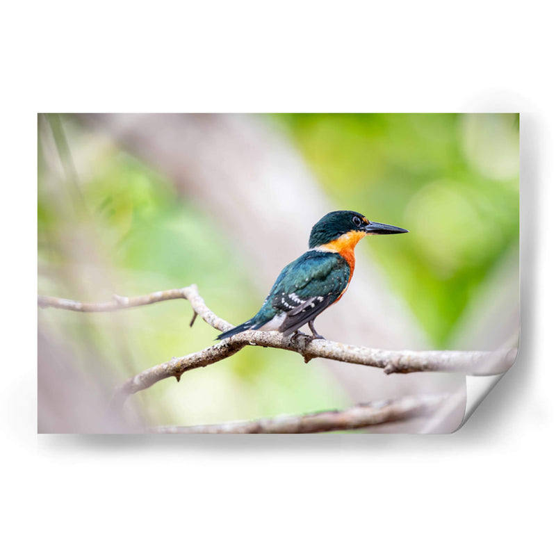 Martín pescador enano - Claudia Luna | Cuadro decorativo de Canvas Lab