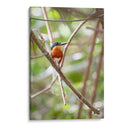 Martín pescador enano, vertical. - Claudia Luna | Cuadro decorativo de Canvas Lab