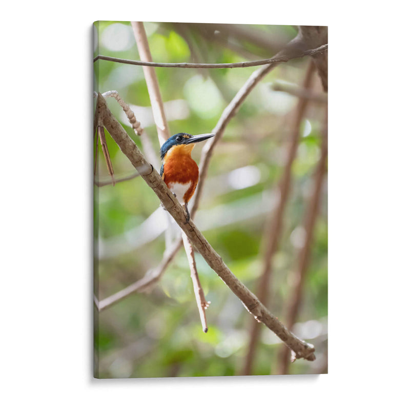 Martín pescador enano, vertical. - Claudia Luna | Cuadro decorativo de Canvas Lab