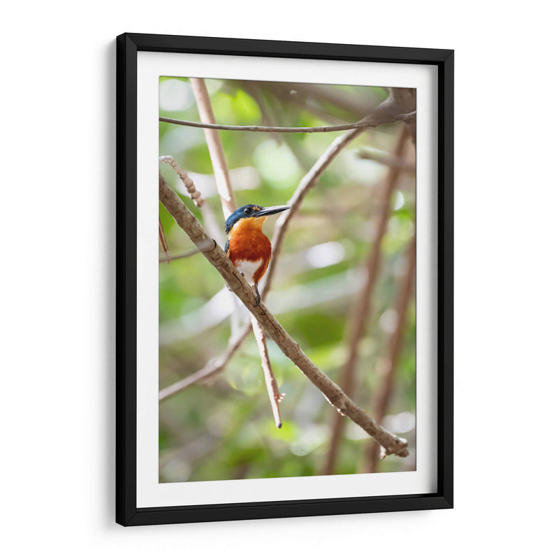 Martín pescador enano, vertical. - Claudia Luna | Cuadro decorativo de Canvas Lab