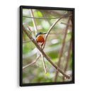 Martín pescador enano, vertical. - Claudia Luna | Cuadro decorativo de Canvas Lab