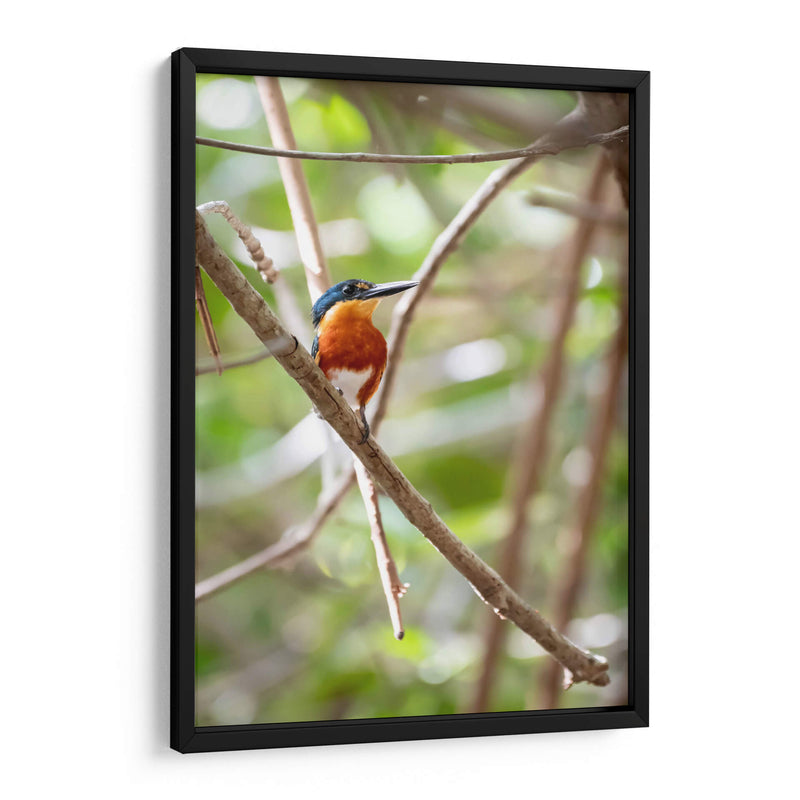 Martín pescador enano, vertical. - Claudia Luna | Cuadro decorativo de Canvas Lab