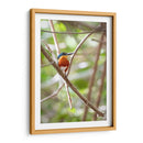 Martín pescador enano, vertical. - Claudia Luna | Cuadro decorativo de Canvas Lab