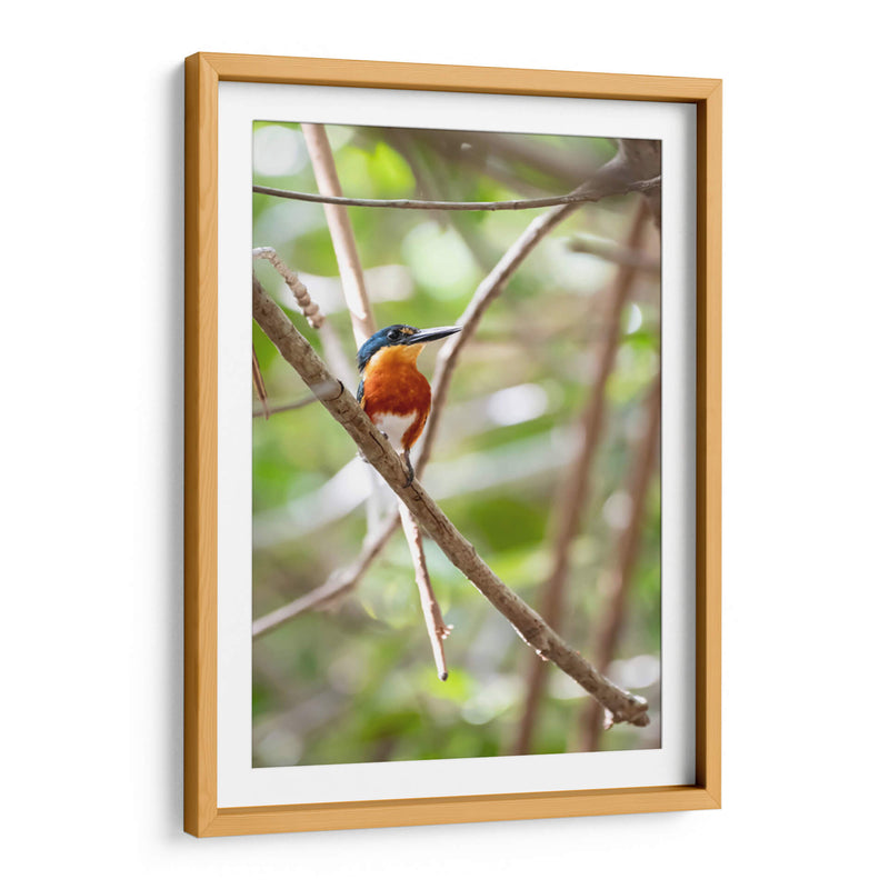 Martín pescador enano, vertical. - Claudia Luna | Cuadro decorativo de Canvas Lab