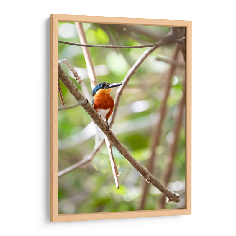 Martín pescador enano, vertical. - Claudia Luna | Cuadro decorativo de Canvas Lab