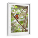 Martín pescador enano, vertical. - Claudia Luna | Cuadro decorativo de Canvas Lab