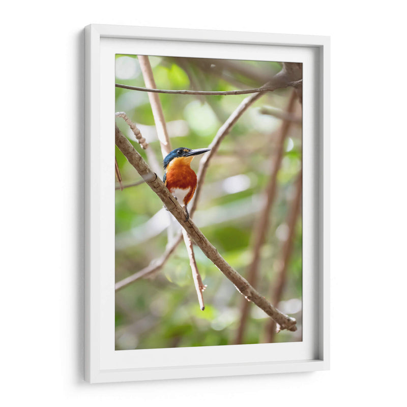 Martín pescador enano, vertical. - Claudia Luna | Cuadro decorativo de Canvas Lab