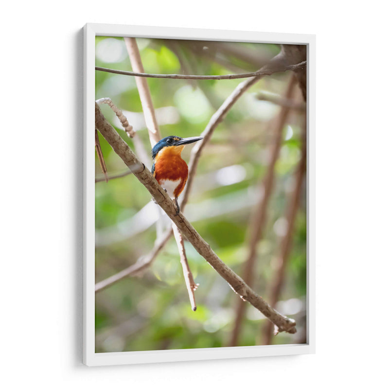 Martín pescador enano, vertical. - Claudia Luna | Cuadro decorativo de Canvas Lab