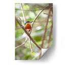 Martín pescador enano, vertical. - Claudia Luna | Cuadro decorativo de Canvas Lab