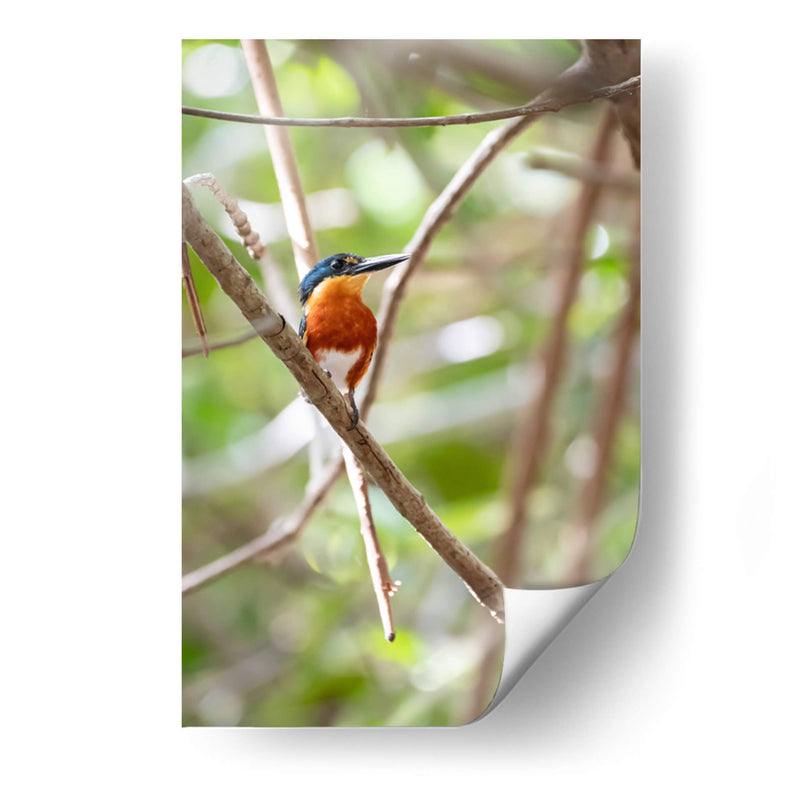 Martín pescador enano, vertical. - Claudia Luna | Cuadro decorativo de Canvas Lab