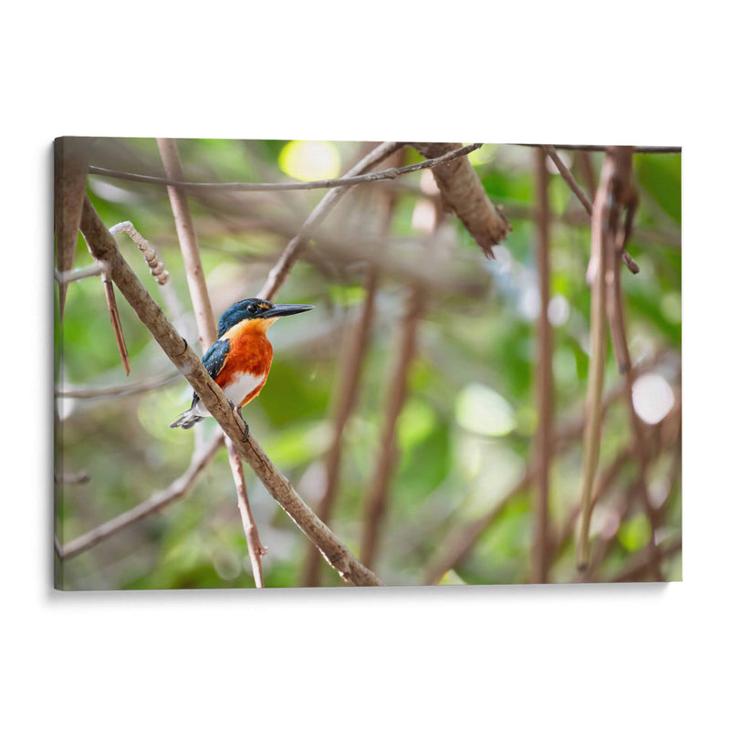 Martín pescador enano, horizontal - Claudia Luna | Cuadro decorativo de Canvas Lab