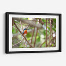 Martín pescador enano, horizontal - Claudia Luna | Cuadro decorativo de Canvas Lab