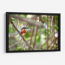 Martín pescador enano, horizontal - Claudia Luna | Cuadro decorativo de Canvas Lab