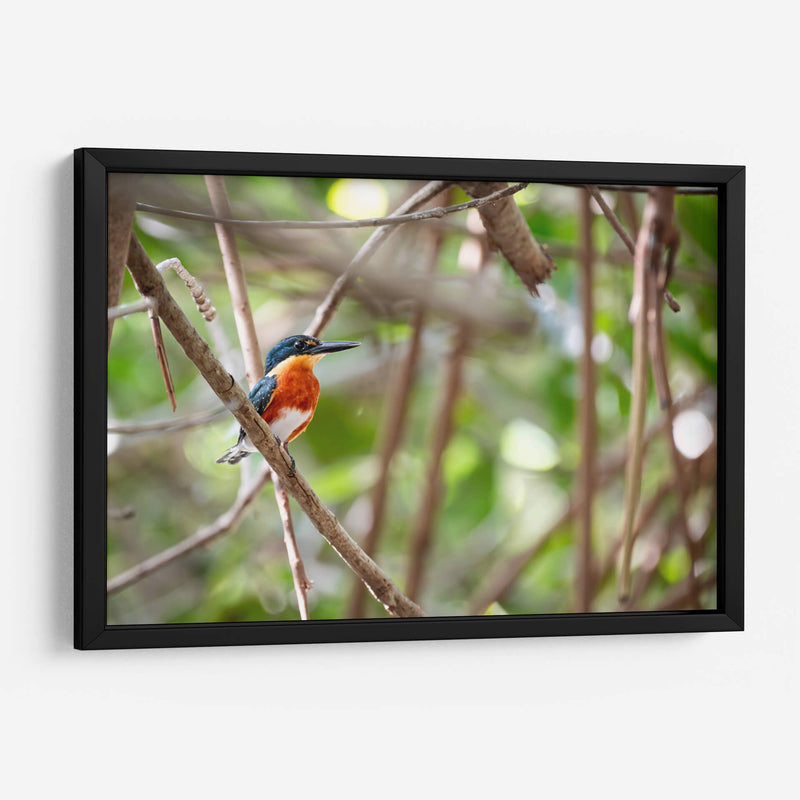 Martín pescador enano, horizontal - Claudia Luna | Cuadro decorativo de Canvas Lab