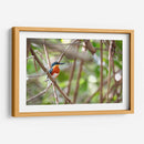 Martín pescador enano, horizontal - Claudia Luna | Cuadro decorativo de Canvas Lab