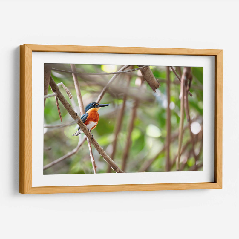 Martín pescador enano, horizontal - Claudia Luna | Cuadro decorativo de Canvas Lab