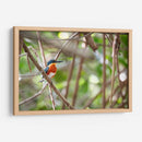 Martín pescador enano, horizontal - Claudia Luna | Cuadro decorativo de Canvas Lab