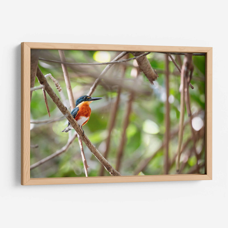 Martín pescador enano, horizontal - Claudia Luna | Cuadro decorativo de Canvas Lab