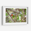 Martín pescador enano, horizontal - Claudia Luna | Cuadro decorativo de Canvas Lab