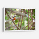 Martín pescador enano, horizontal - Claudia Luna | Cuadro decorativo de Canvas Lab