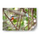 Martín pescador enano, horizontal - Claudia Luna | Cuadro decorativo de Canvas Lab