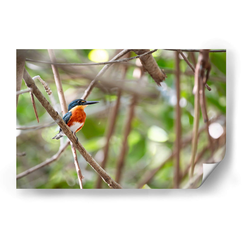 Martín pescador enano, horizontal - Claudia Luna | Cuadro decorativo de Canvas Lab