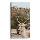 Ciervo en Primavera - Christian Castro | Cuadro decorativo de Canvas Lab