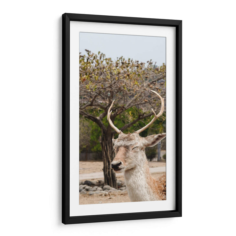 Ciervo en Primavera - Christian Castro | Cuadro decorativo de Canvas Lab