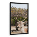 Ciervo en Primavera - Christian Castro | Cuadro decorativo de Canvas Lab