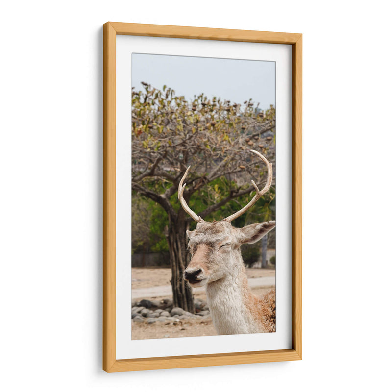 Ciervo en Primavera - Christian Castro | Cuadro decorativo de Canvas Lab