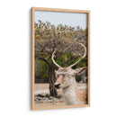 Ciervo en Primavera - Christian Castro | Cuadro decorativo de Canvas Lab