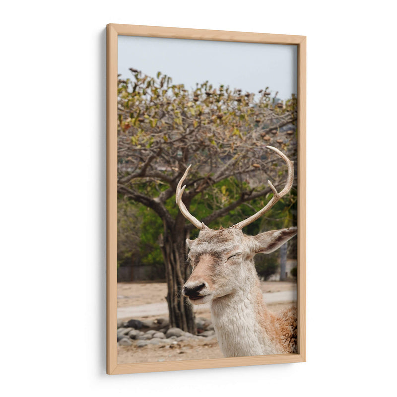 Ciervo en Primavera - Christian Castro | Cuadro decorativo de Canvas Lab
