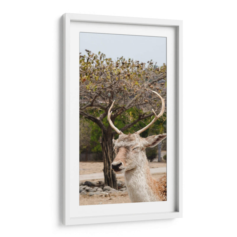 Ciervo en Primavera - Christian Castro | Cuadro decorativo de Canvas Lab