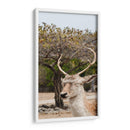 Ciervo en Primavera - Christian Castro | Cuadro decorativo de Canvas Lab